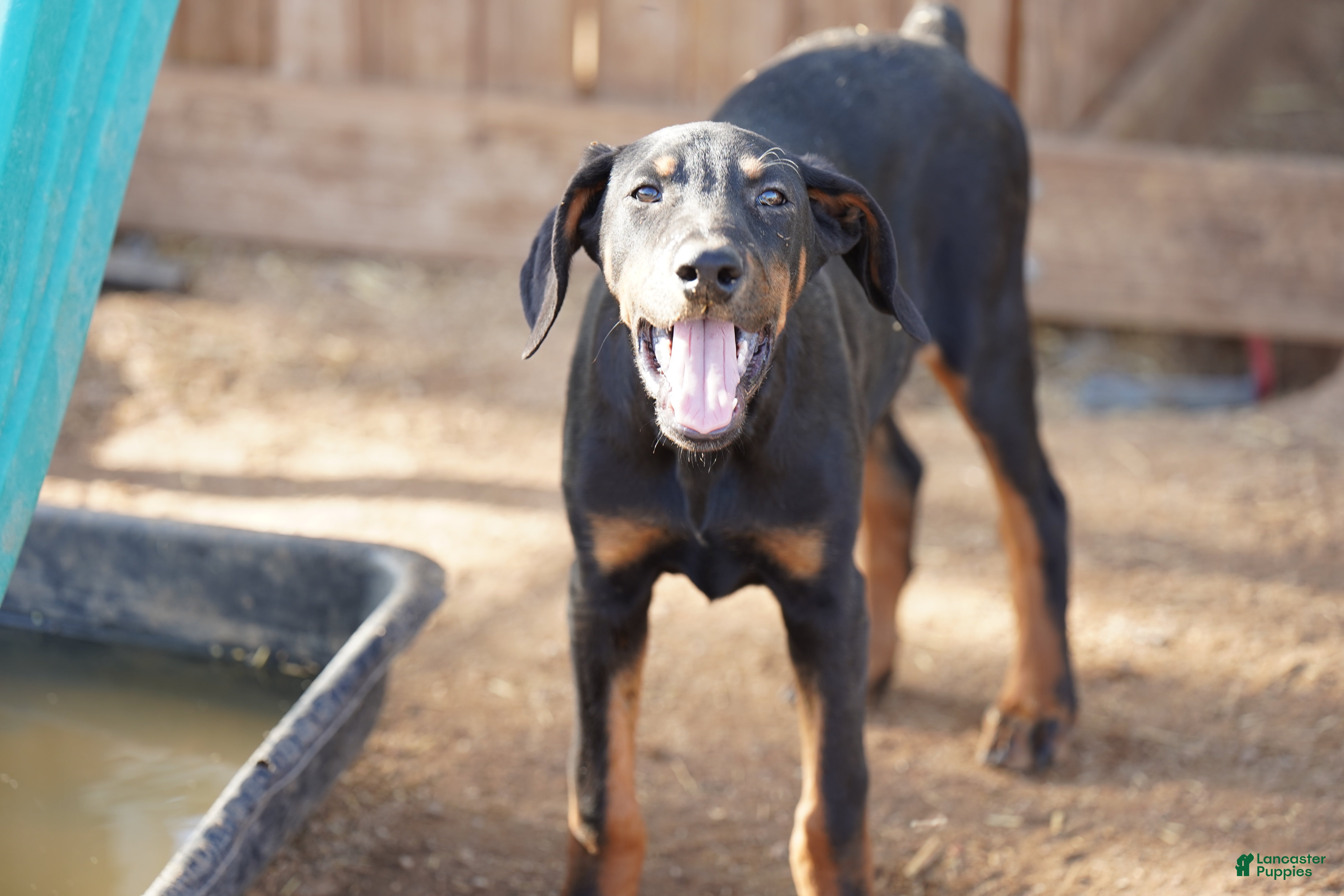 Doberman Pinscher dogs Milhouse - Ad 11