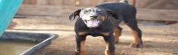 Doberman Pinscher dogs for sale: Milhouse - Ad 1
