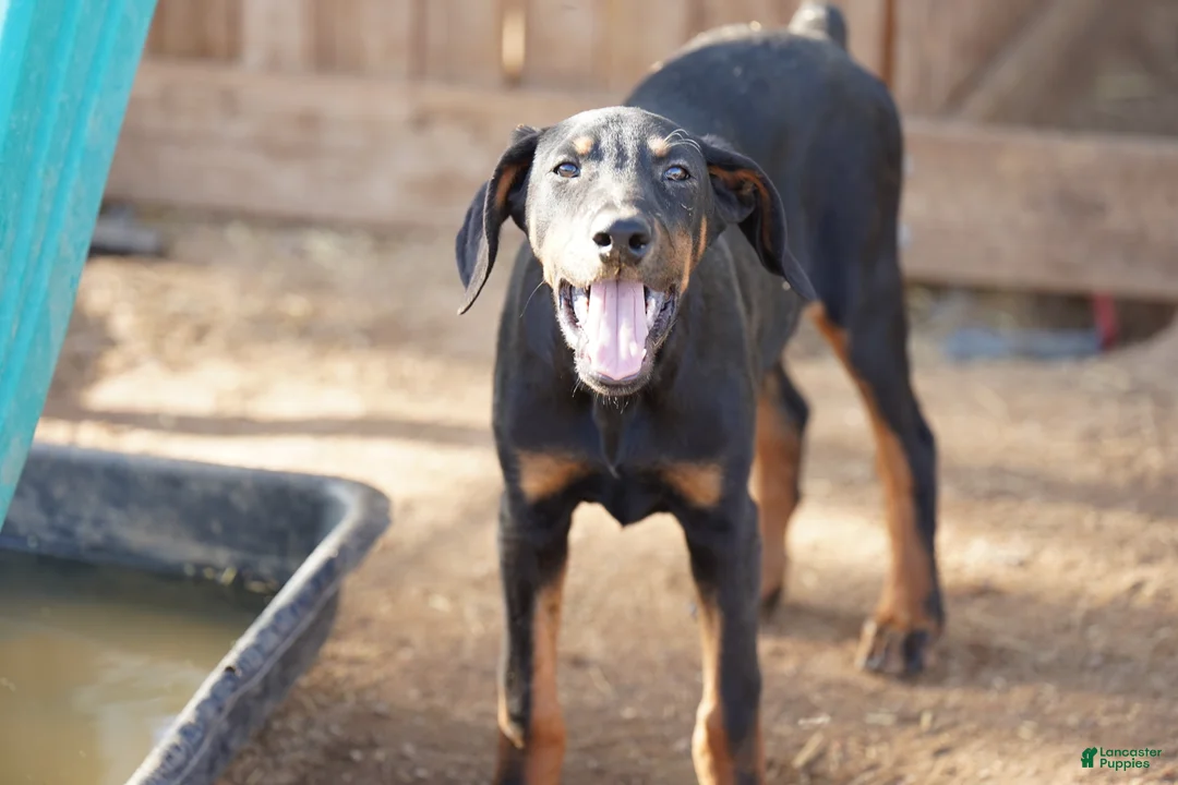 Doberman Pinscher dogs for sale: Milhouse - Ad 1