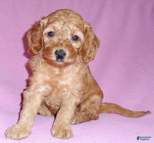 Cockapoo dogs Lola - Ad 4
