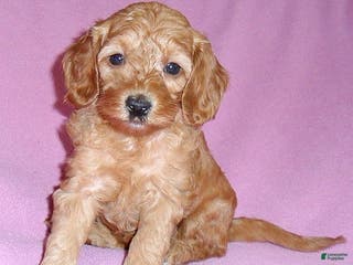 Cockapoo dogs Lola - Ad 4
