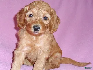 Cockapoo dogs Lola - Ad 6