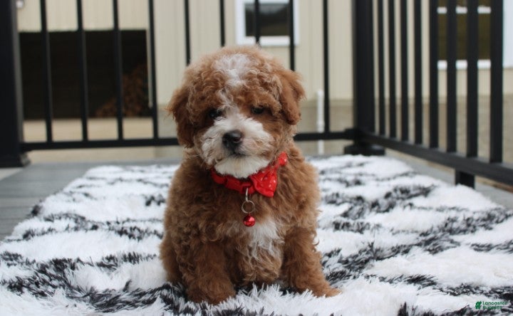 Bichpoo dogs Tyson - Ad 1