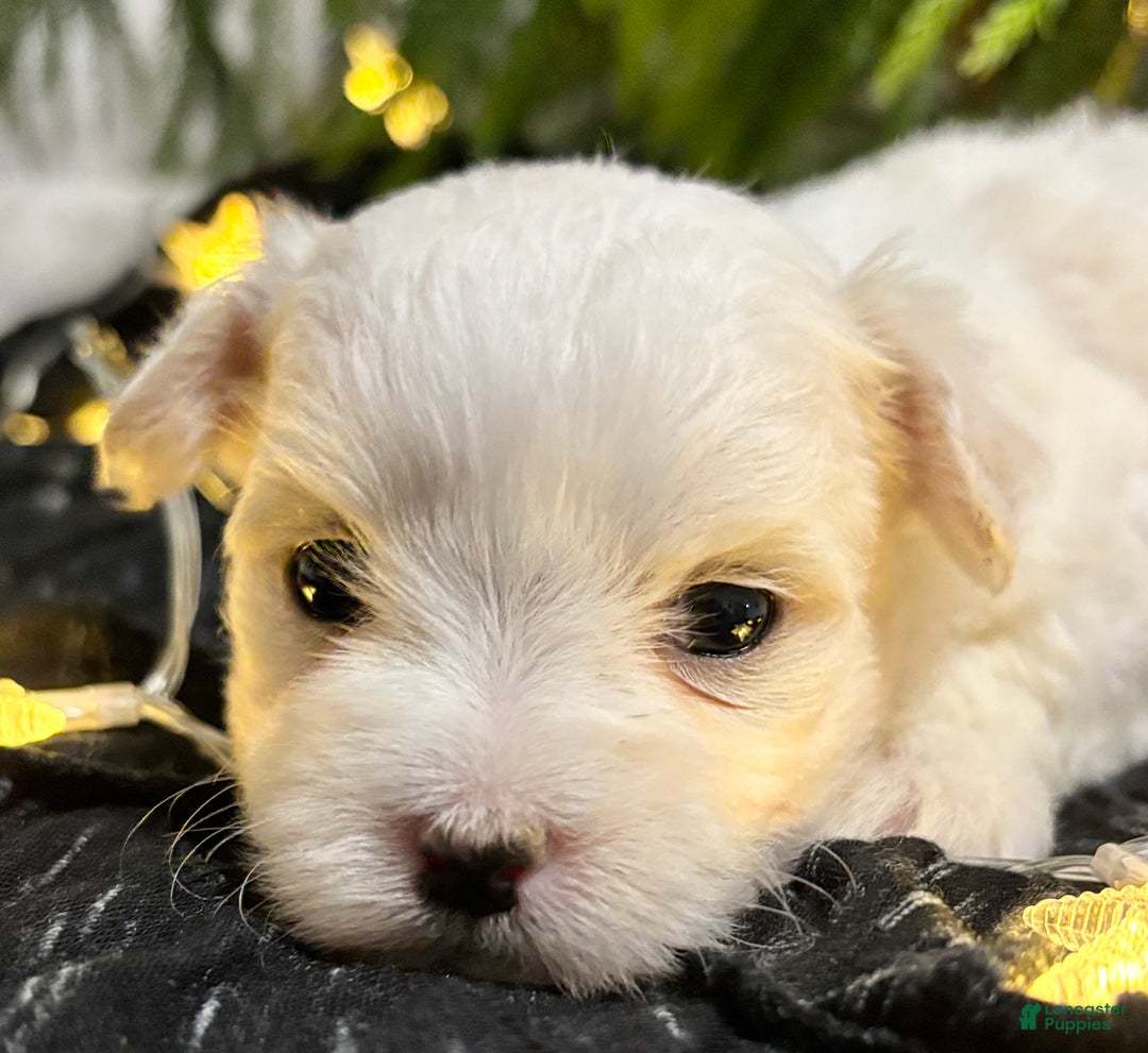 Maltese dogs for sale: Chloe - Ad 3