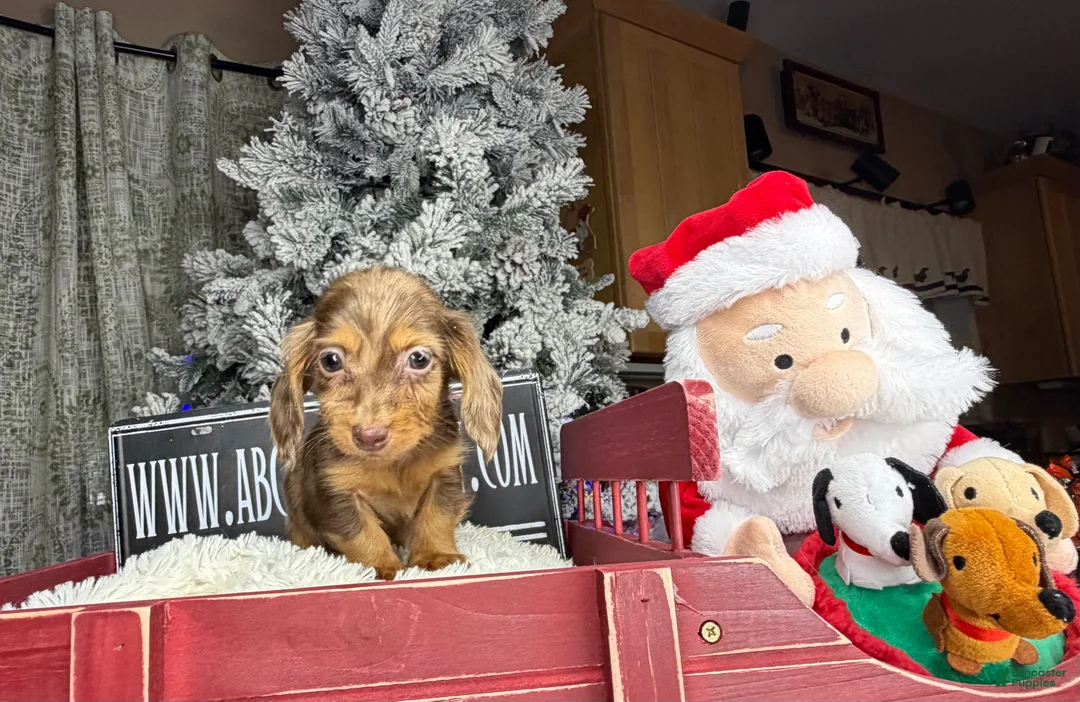 Miniature Dachshund dogs for sale: AKC Russian pra clear - Ad 17