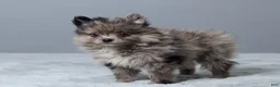 Pomeranian dogs for sale: Leo - Ad 5