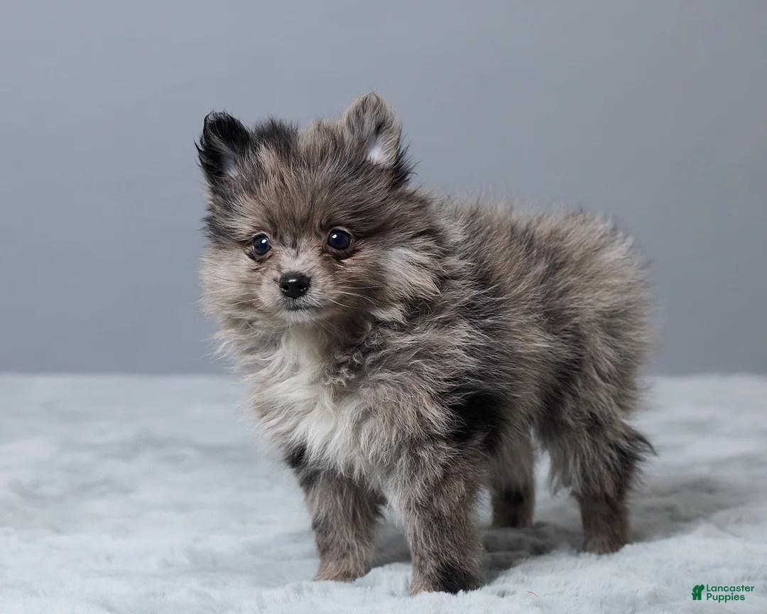 Pomeranian dogs for sale: Leo - Ad 5