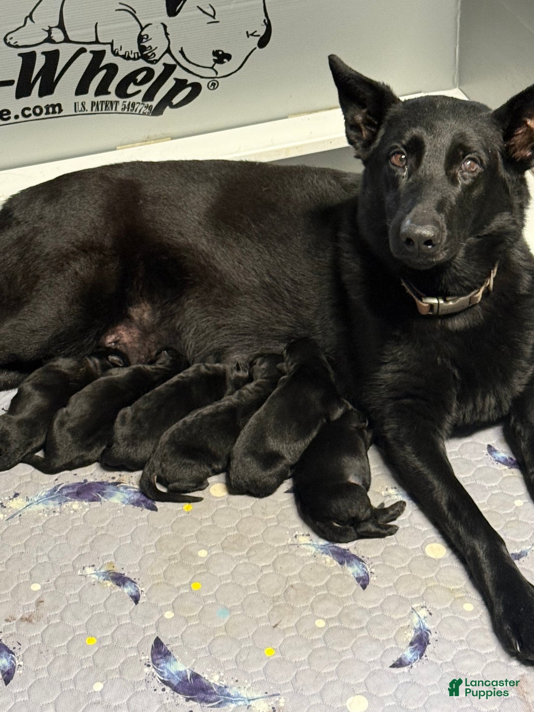 German Shepherd dogs for sale: Juliet - Ad 2