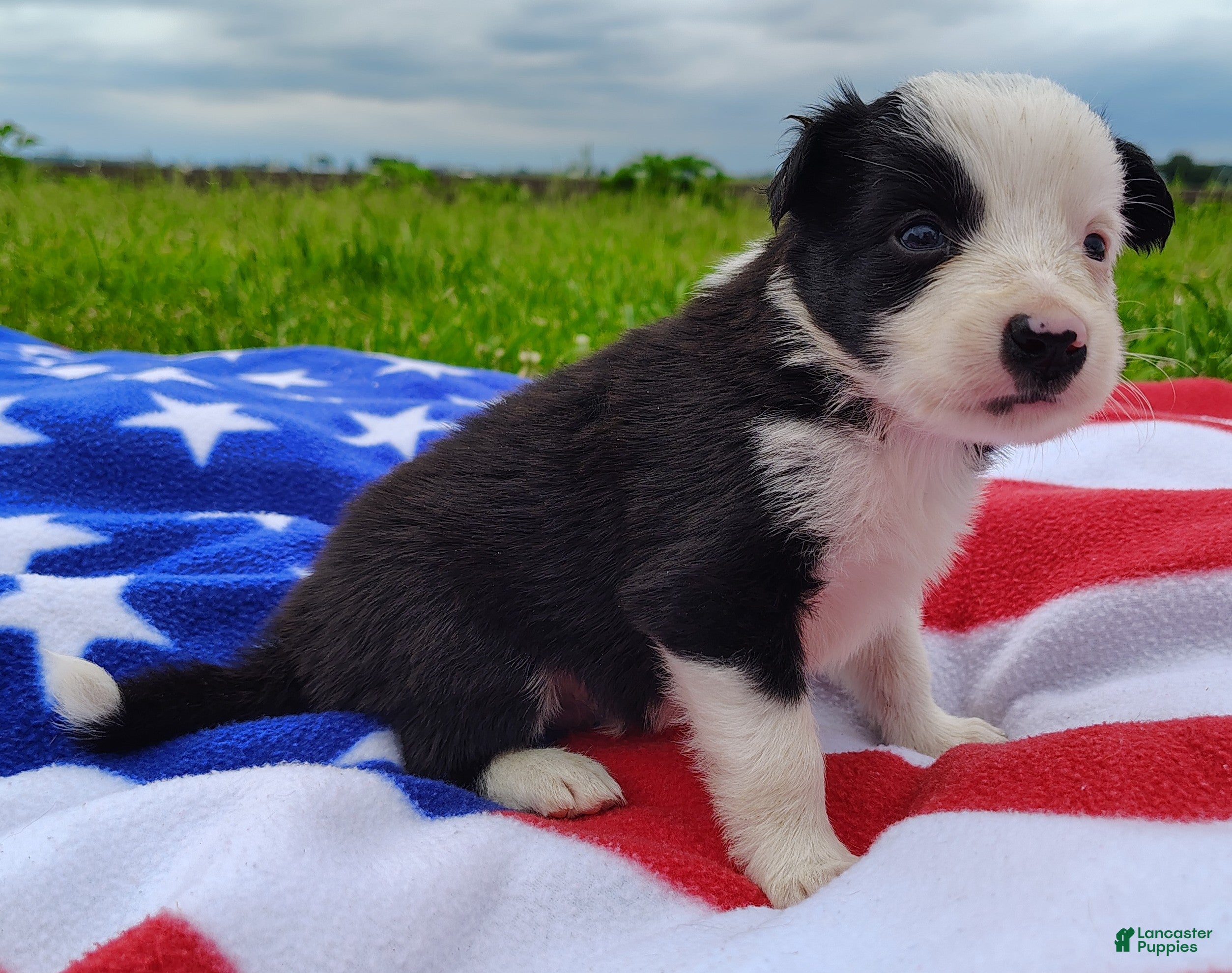 Border Collie dogs Skipper  - Ad 1