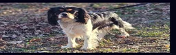 Cavalier King Charles Spaniel dogs for sale: Cavalier King Charles Spaniel Puppy 5 - Ad 3
