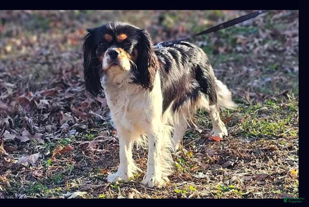 Cavalier King Charles Spaniel dogs for sale: Cavalier King Charles Spaniel Puppy 5 - Ad 3