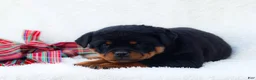 Rottweiler dogs for sale: Thea - Ad 2