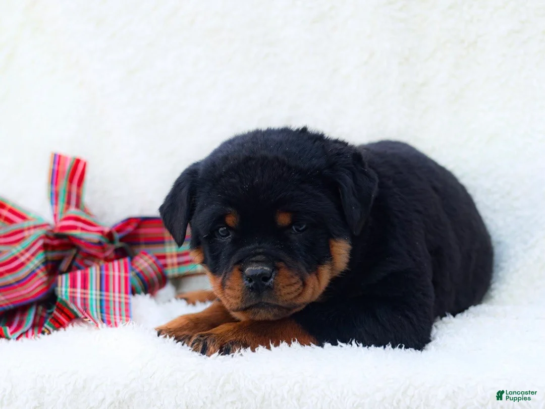 Rottweiler dogs for sale: Thea - Ad 2