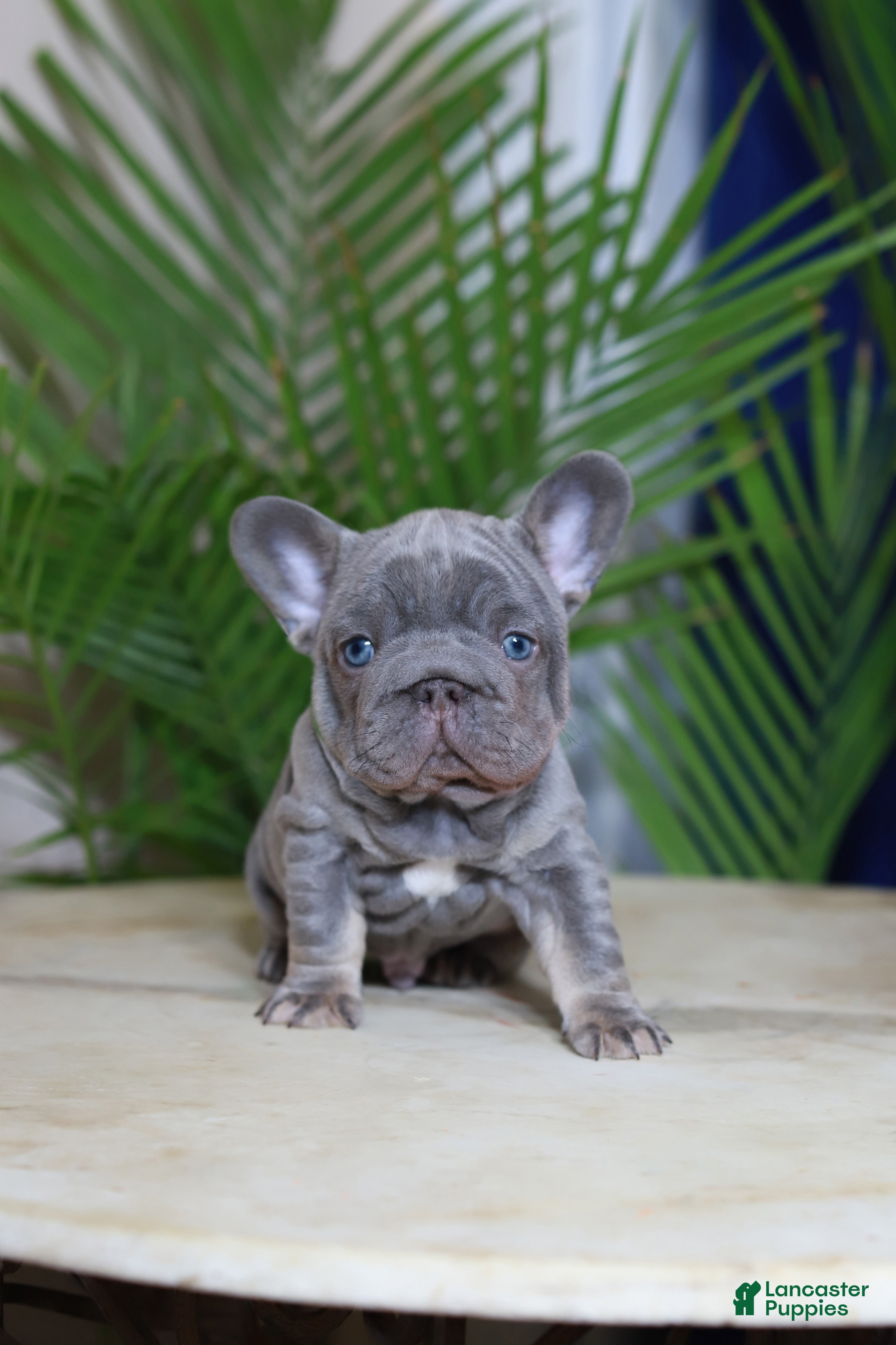 French Bulldog dogs Milo - Ad 12