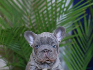 French Bulldog dogs Milo - Ad 4