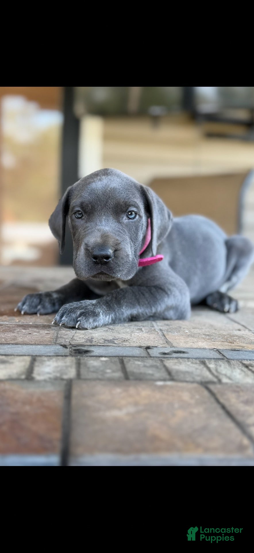 Great Dane
