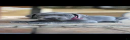 Great Dane dogs for sale: Great Dane 1 - Ad 1