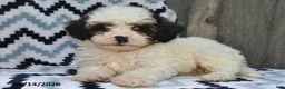 Shihpoo dogs for sale: Buster - Ad 4