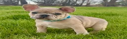French Bulldog dogs for sale: Breeze - Ad 6