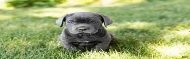 Sarge 