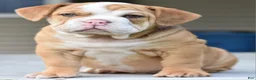 Mixed Breed dogs for sale: Hercules Bulldog hybrid  - Ad 57