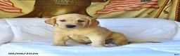 Labrador Retriever dogs for sale: Rusty - Ad 4