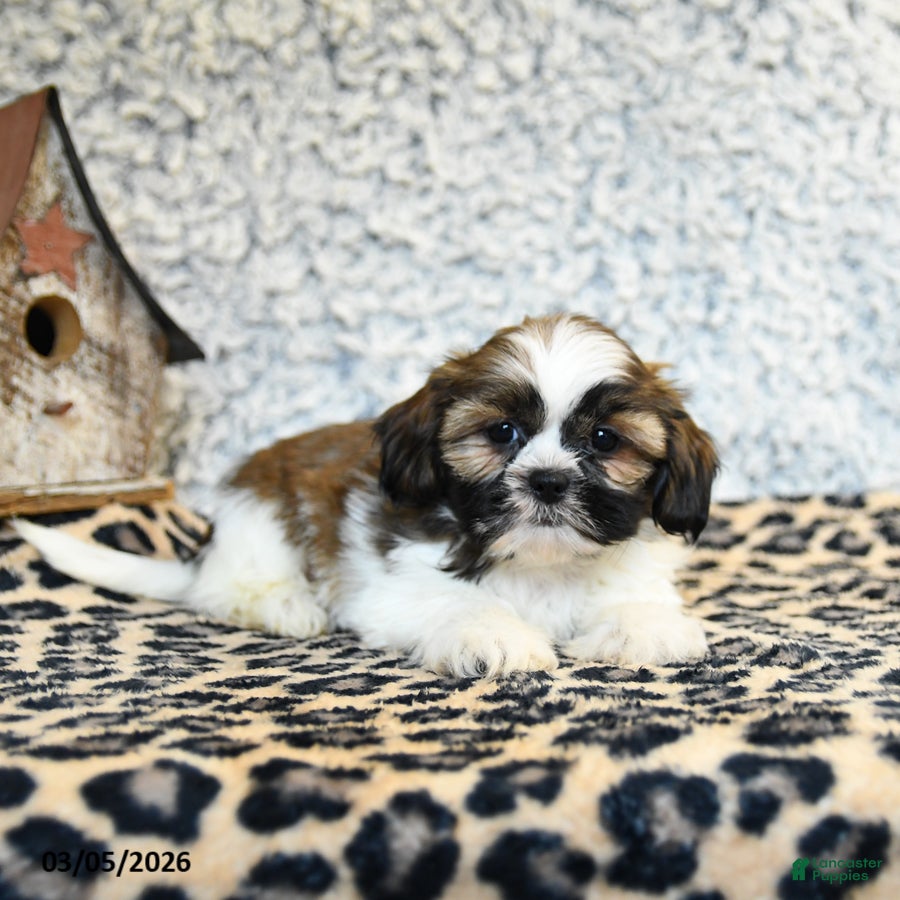 Shih Tzu dogs Dollie - Ad 1