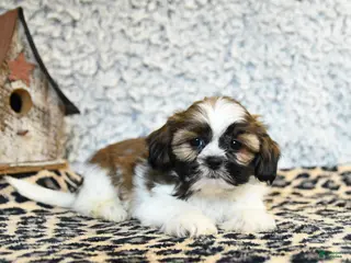 Shih Tzu dogs for sale: Dollie - Ad 1