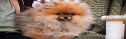 Pomeranian dogs for sale: Peyton - Ad 5