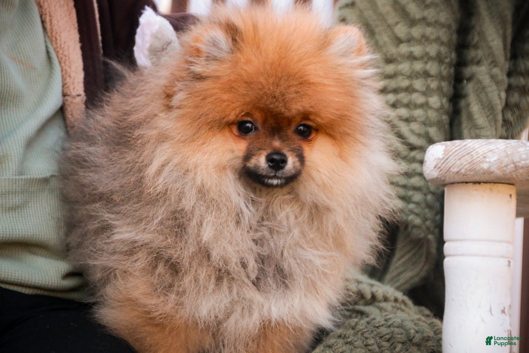 Pomeranian dogs for sale: Peyton - Ad 5