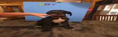 Great Dane 7