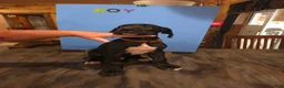 Great Dane dogs for sale: Great Dane 7 - Ad 1