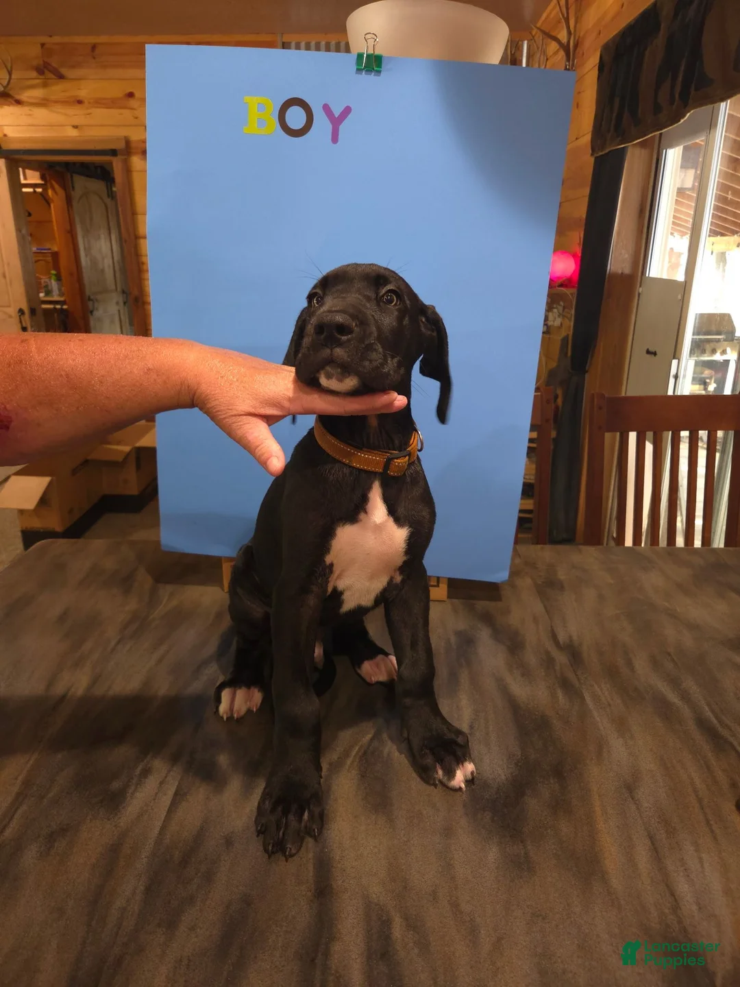Great Dane dogs for sale: Great Dane 7 - Ad 1