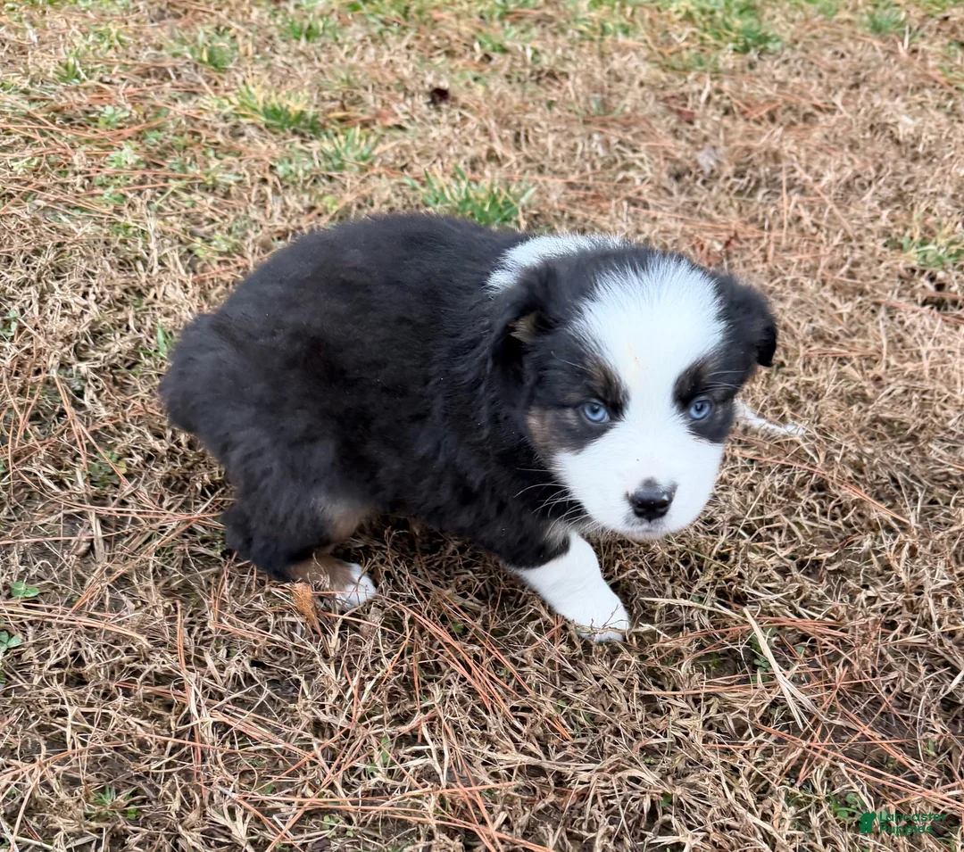 Australian Shepherd dogs for sale: Buster - Ad 4