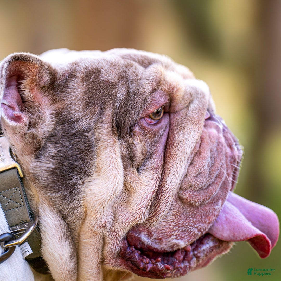 English Bulldog dogs for sale: Knox - Ad 3