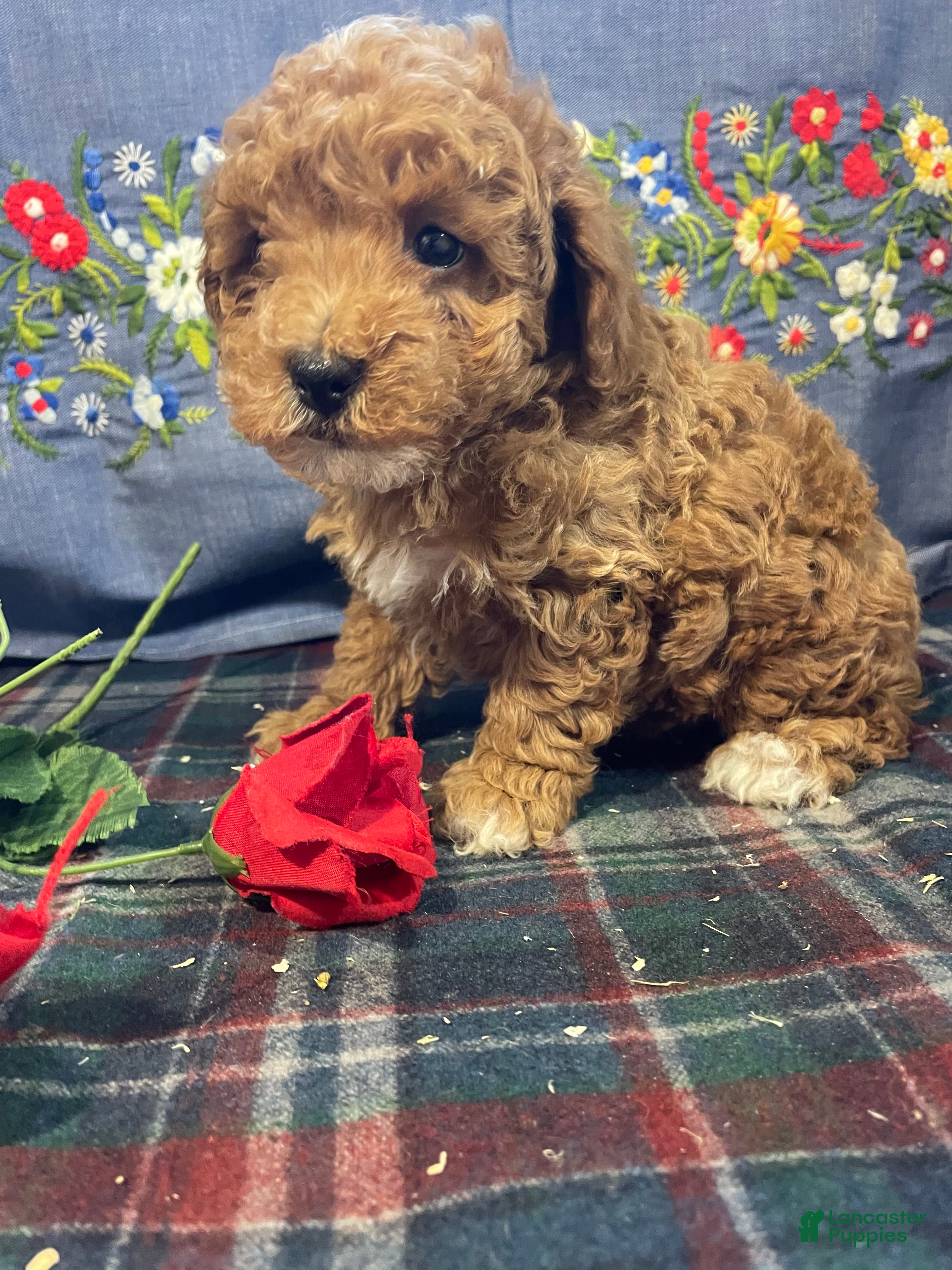Toy Poodle dogs Benji - Ad 37