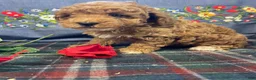 Toy Poodle dogs for sale: Benji - Ad 1