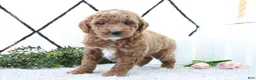 Mini Goldendoodle dogs for sale: Ruth - Ad 3