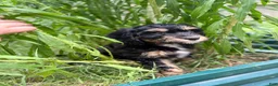 Mixed Breed dogs for sale: Rascal - Ad 12
