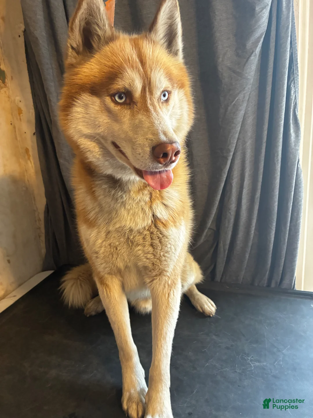 Siberian Husky dogs for stud: Stud  - Ad 1