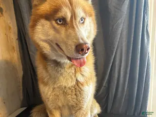 Siberian Husky dogs Stud - Ad 10