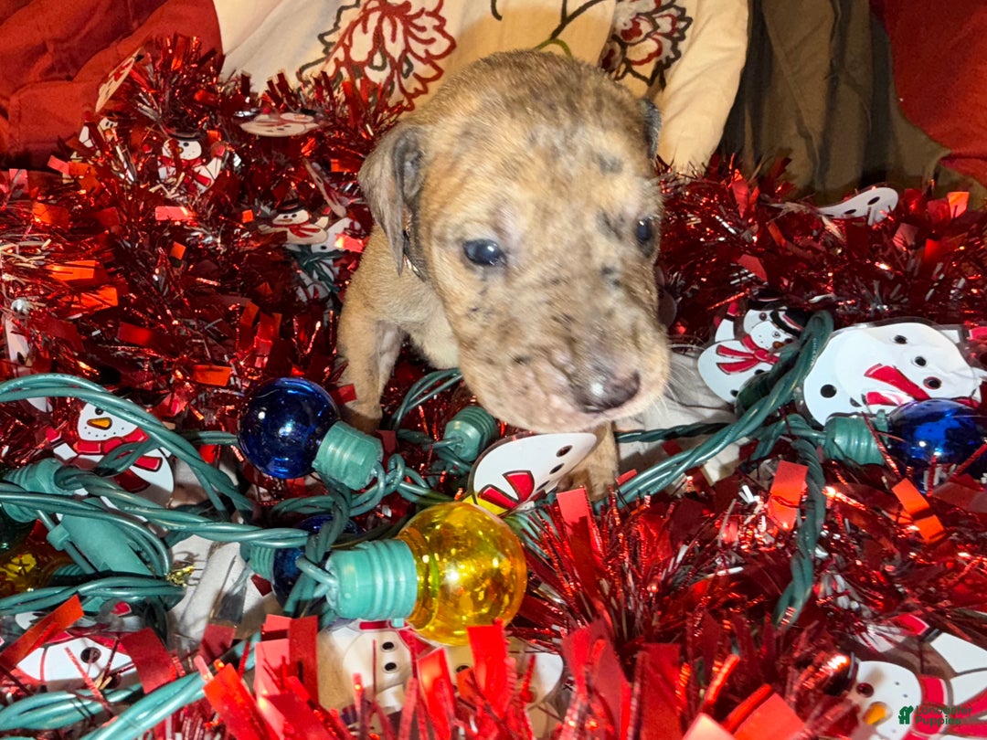 Great Dane dogs for sale: Latte - Ad 4