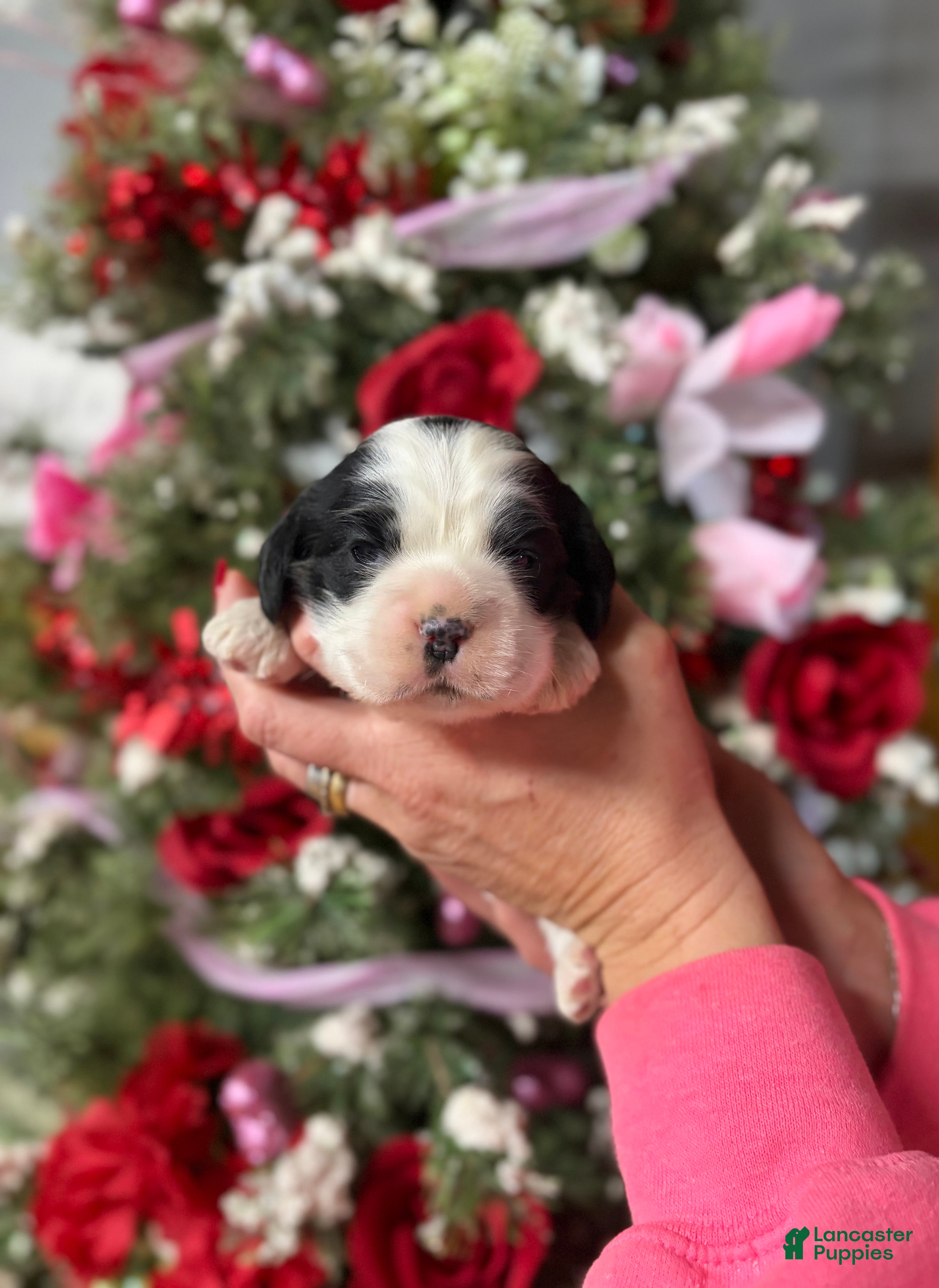 Cocker Spaniel dogs Cocker Spaniel Puppy 5 - Ad 5