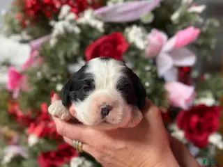 Cocker Spaniel dogs Cocker Spaniel Puppy 5 - Ad 5