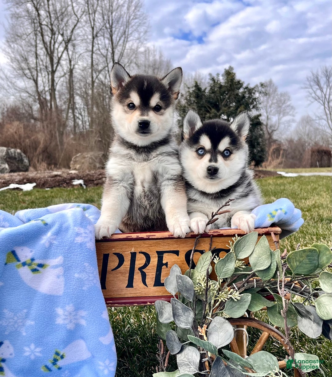 Alaskan Klee Kai dogs for sale: Alaska🐾❤️ICA 🐾Call 610-273-9348 - Ad 3