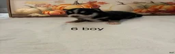 Pomsky dogs for sale: Pomsky 1 - Ad 1