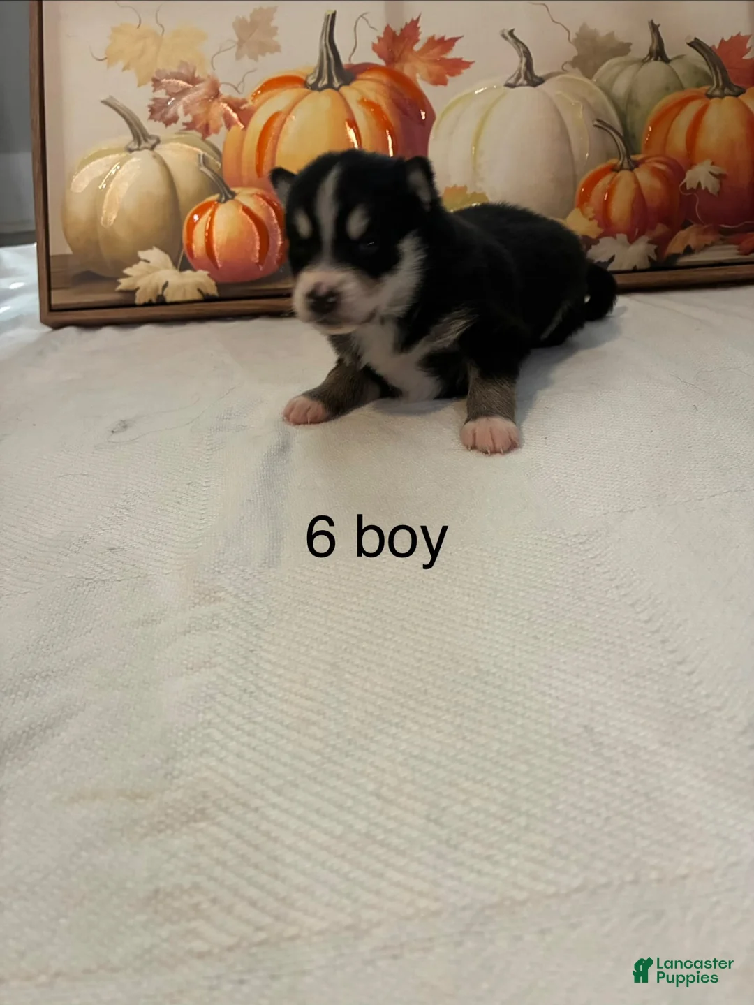 Pomsky dogs for sale: Pomsky 1 - Ad 1