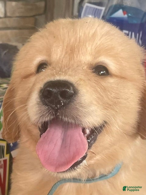 Golden Retriever dogs Blue collar boy - Ad 1
