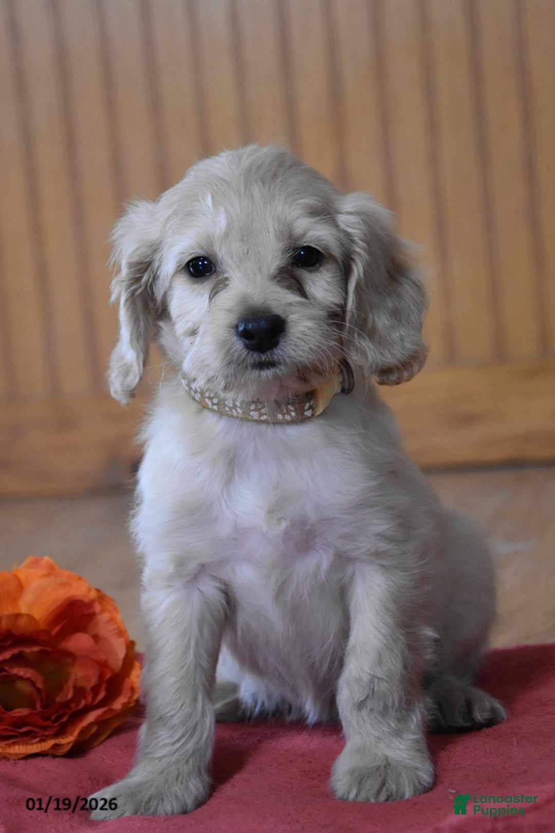 Cockapoo dogs for sale: Pansy - Ad 1