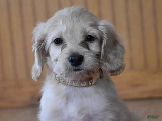 Cockapoo dogs Pansy - Ad 21